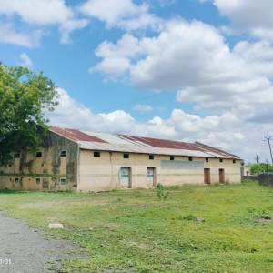 5_tarana_godauna_original